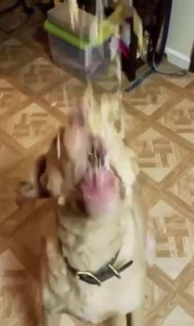 Feeding the dog some cheese