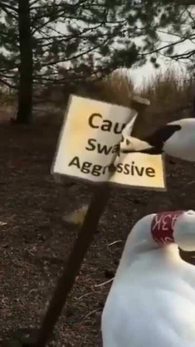 All lies, me aggressive??