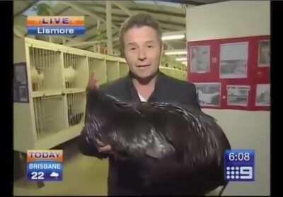 Big Black Cock chaos