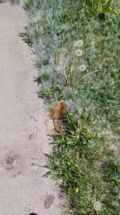Cleaning up dandelions with fire 