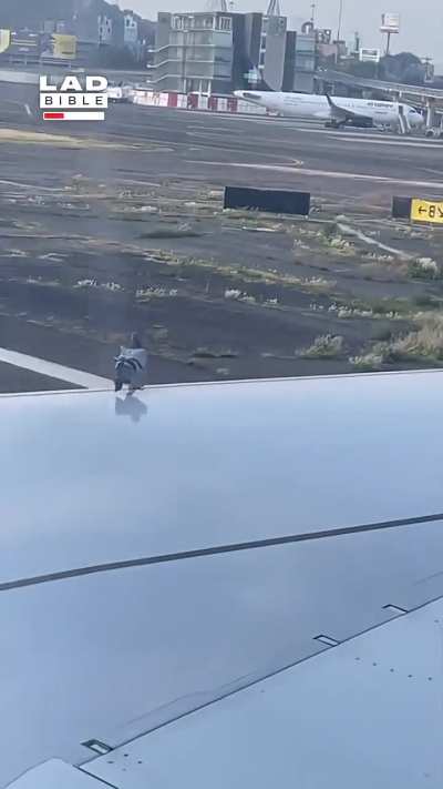 Pigeon didn't expect... the plane to go so fast