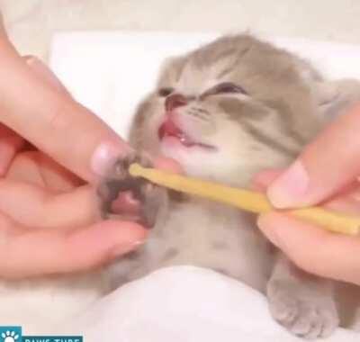 My new favourite video on the internet