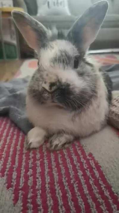 The nose that never stops wiggling :)