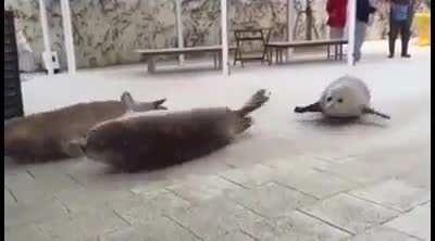 F1 cars this year it seems xD