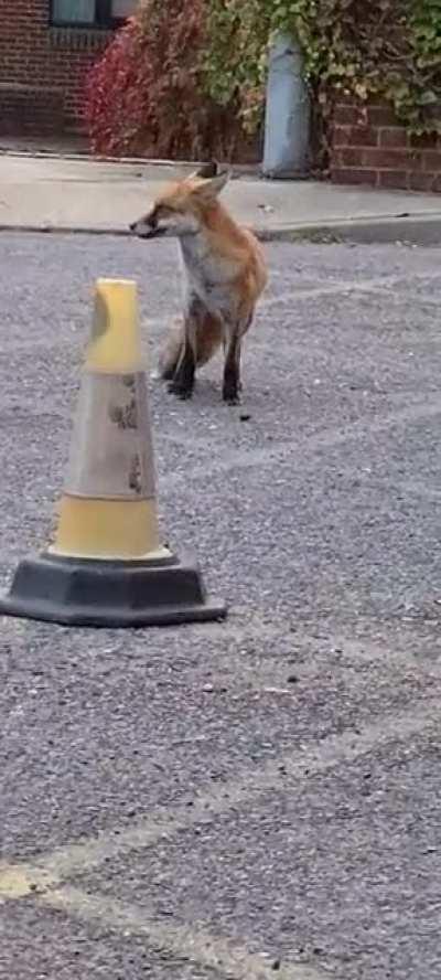 Evening munch at the back of my kitchen at work