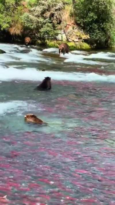 🔥 Sunday Bear Buffet