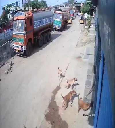 Human vs Leopard vs Dogs