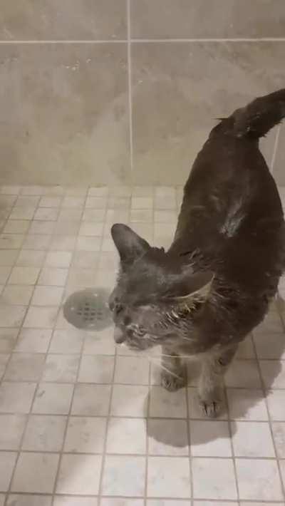 Found a strange animal in the shower, this can't be a cat
