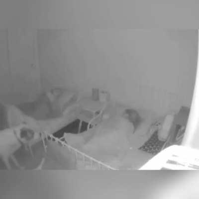 Just a Good Boi making sure the smaller ones in his pack are sleeping safely.