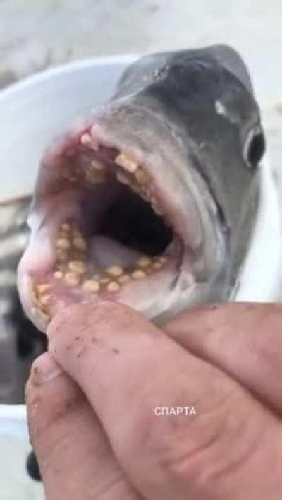Don't put your dick in fish with teeth.