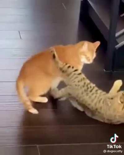 TaBBy CAt cOmmItS hate cRimE aGAinst OrAnge CAt!1!1!1