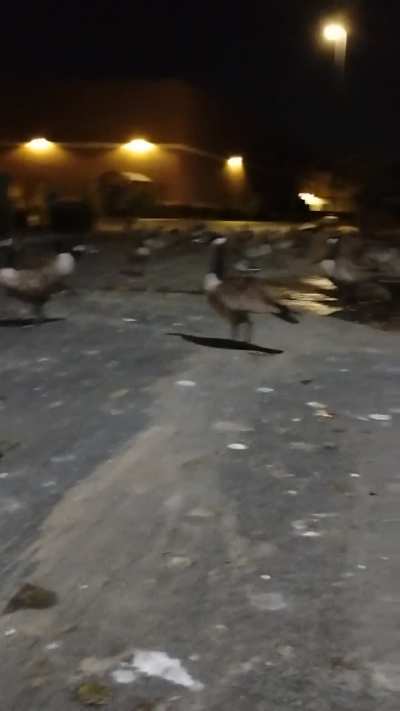 Eunice, Oscar, myself and the rest of my crew say sweet honks and dreams!