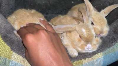 It’s a 5 -week-old ear pop party .👑