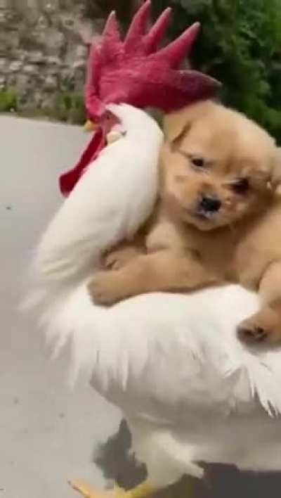 Apologies if you’ve already seen a puppy riding a chicken today.
