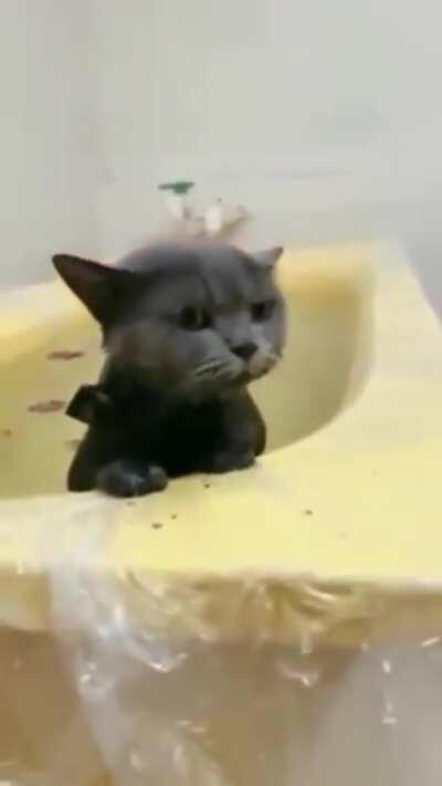 Kitty loves the water