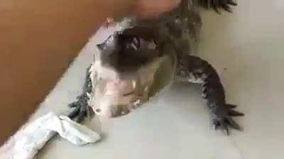 Слепая девочка кормит своего котëнка)