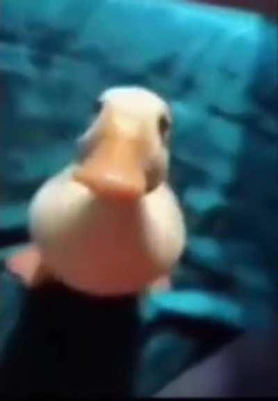 simplesmente um patu