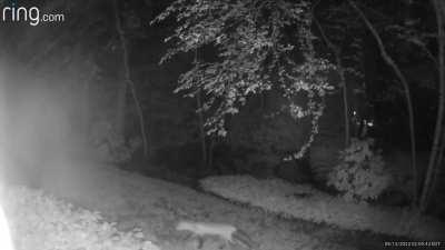 The raccoon and fox that live in my yard have joined forces. How worried should I be?