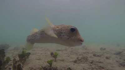 Took this on a dock in Raiatea, felt really lucky to get this footage.