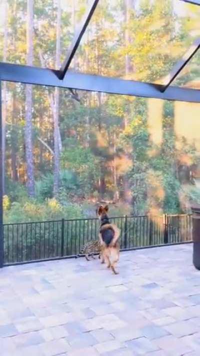 When you can't jump as far as your feline friends