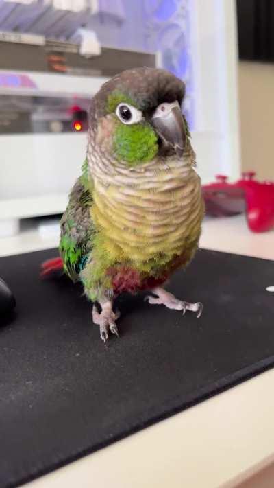 Birdman thinks he's Sinatra