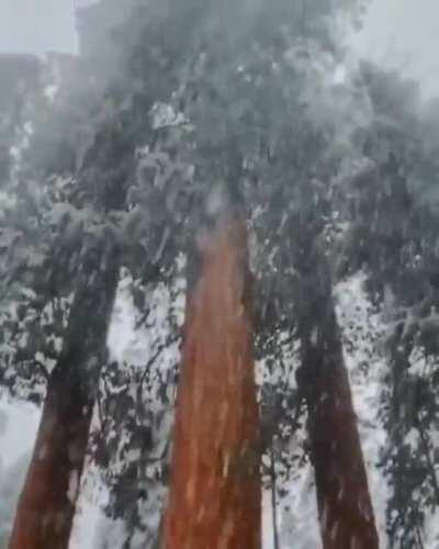 🔥 A snowy day in Sequoia National Park 🔥