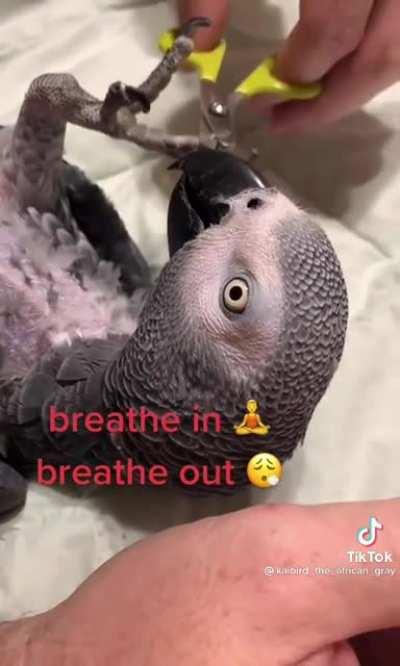 Spreading Birb Love: Day 23