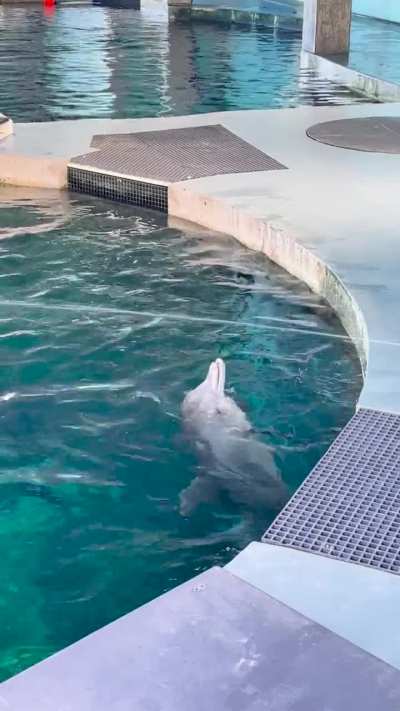 Met my spirit animal today. Getting his drank on.