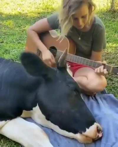Cow enjoying the music