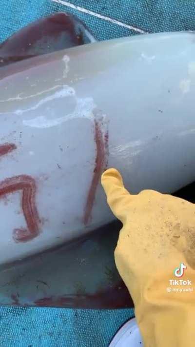 You’re able to write on a squid like an Etch-a-Sketch