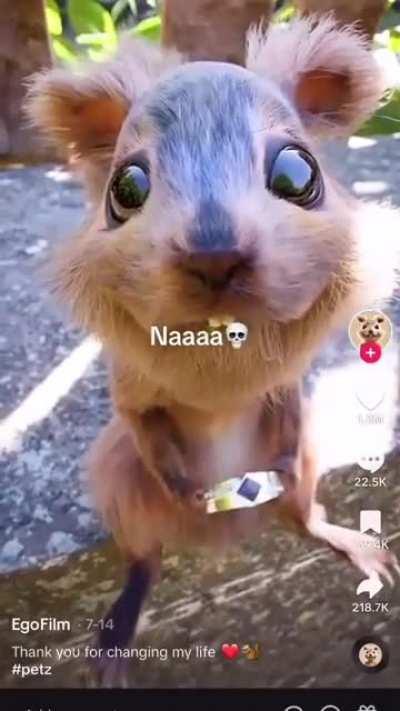 TikTok Squirrel is 