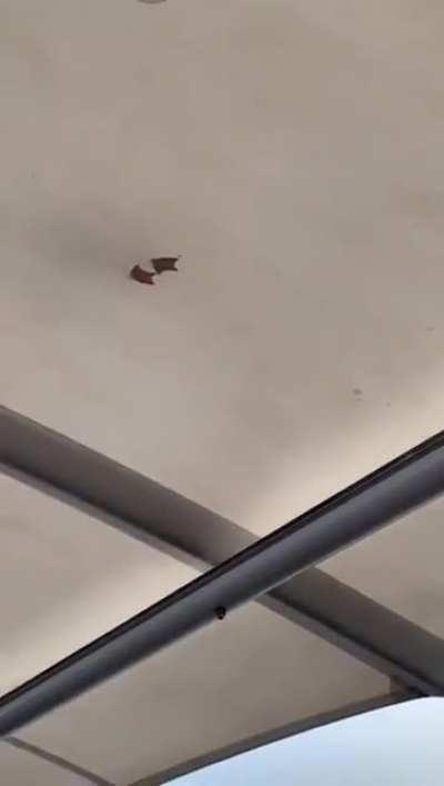 Ducks on a cold glass roof.