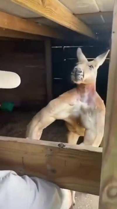 i want his diet plan