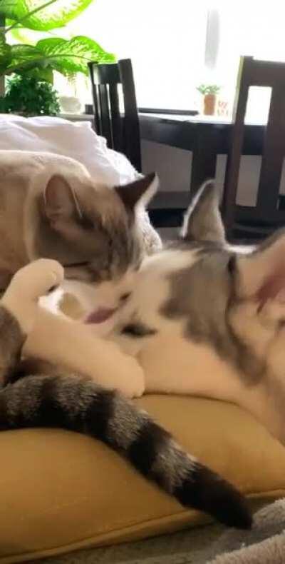 My babies Hubble (cat) and Nova (dog), they’re best friends and two peas in a pod 💕