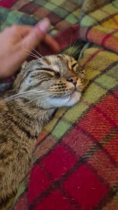 A warm lap, her favourite blanket, the head pets she loves... Miso has a perfect little life and she deserves it all