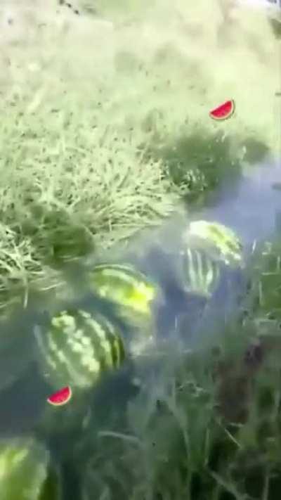 my watermelon people need me