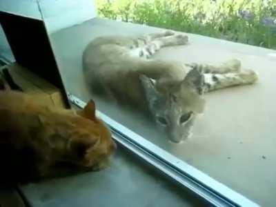Lynx which fell asleep and woken up by its tiny counterpart