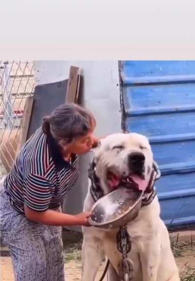 This absolute unit of a dog...