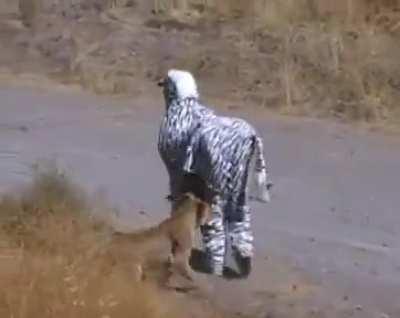 Dressing up as a Zebra in the wild