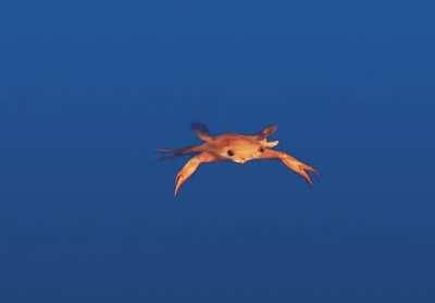 This is how crab swims