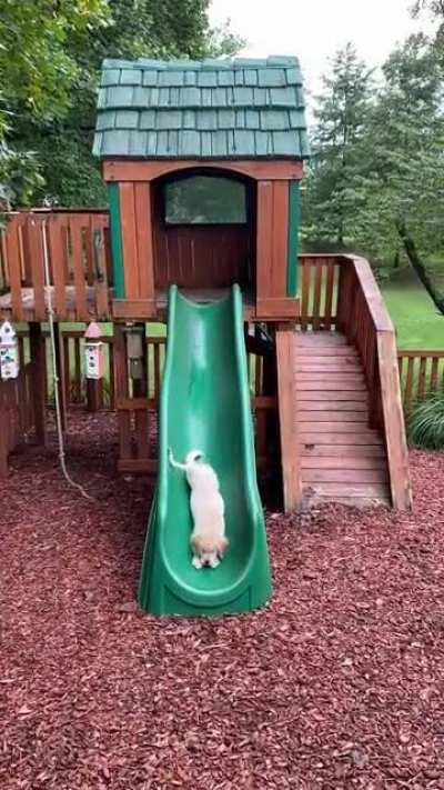 Our 10 week old golden retriever loves the slide more than the kids!!