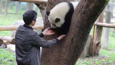 Caretaker trying to convince panda to come down from tree for checkup
