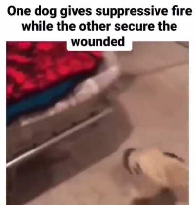 Even Dogs know the concept of playing Warzone… but not my squad 🤦🏽‍♂️