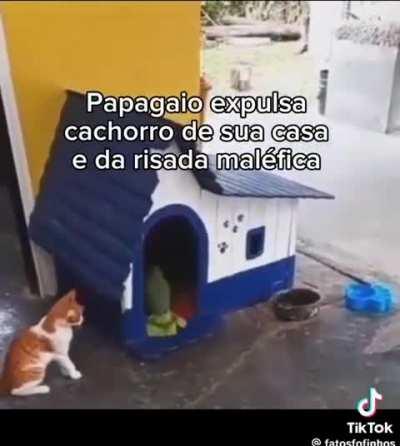 Papagaio bom de briga