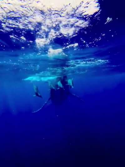 Underwater video in Bora Bora. Dope with sound!