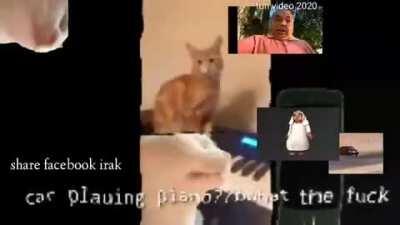 car vibing techno music 😳😂😂😂😂😊 very fun do not laugh. ... القط يهتز للبيانو lmao مضحك جدا ، الأصدقاء؟