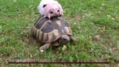 Run while you still can!