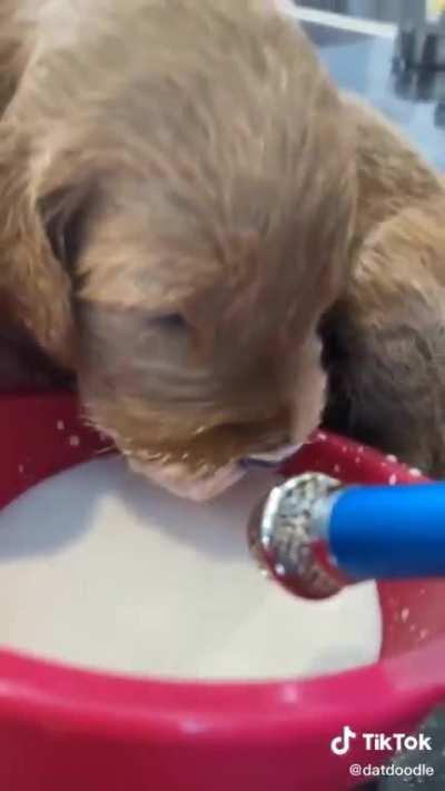 Your daily dose of seratonin.