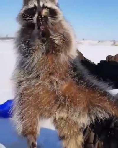 Ice fishing is always better with a friend....