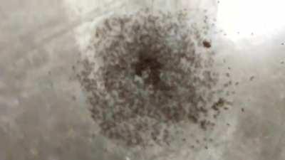 Ant mill AKA the ant death spiral